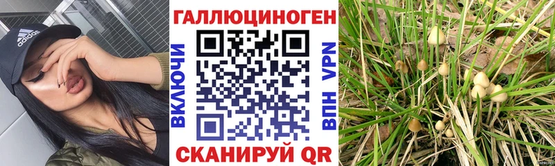 MEGA ТОР  Киселёвск  Галлюциногенные грибы Psilocybine cubensis 